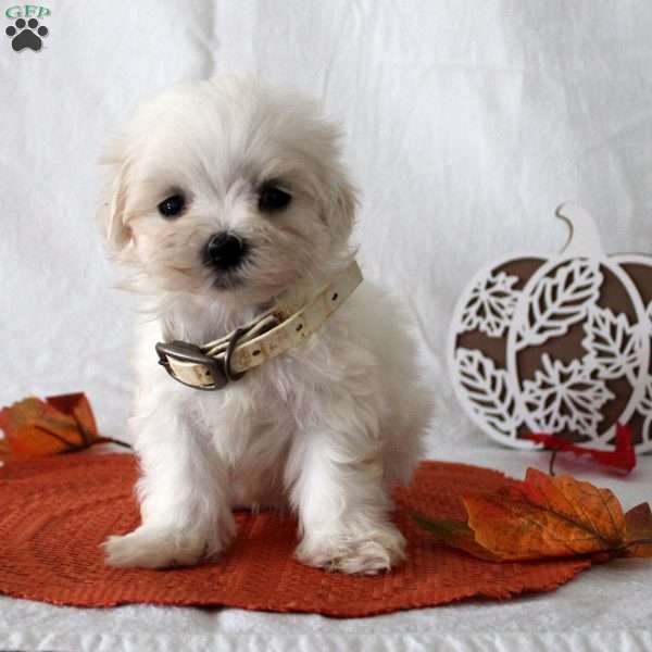 Rodney, Maltese Puppy